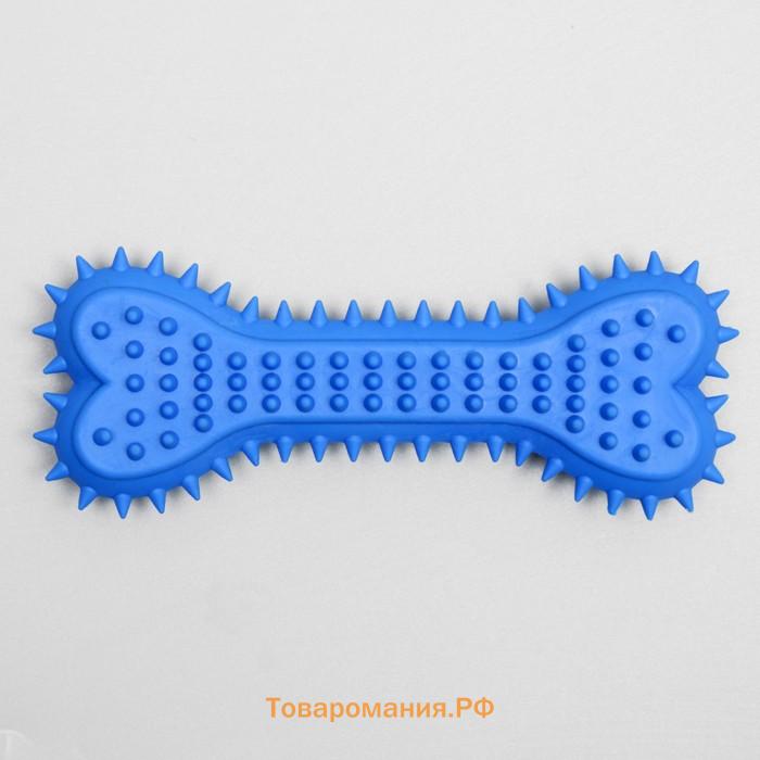 Игрушка жевательная литая "Кость для массажа" большая, 15 х 6 х 2,5 см, синяя